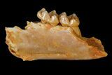 Eocene Primate (Necrolemur) Jaw Section - France #179974-1